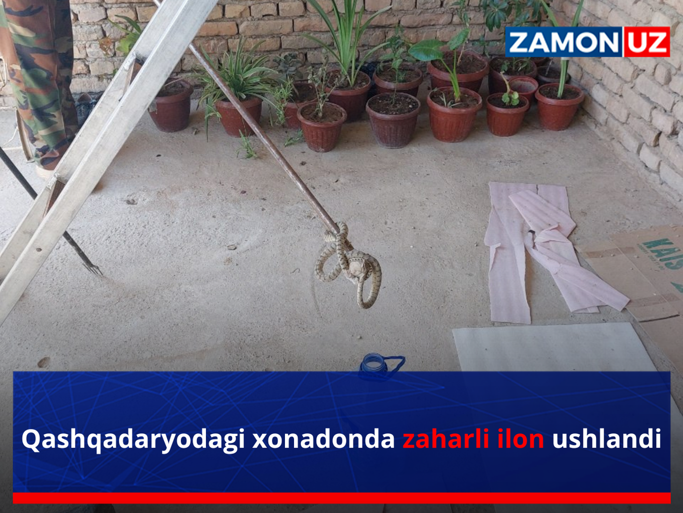Qashqadaryodagi xonadonda zaharli ilon ushlandi