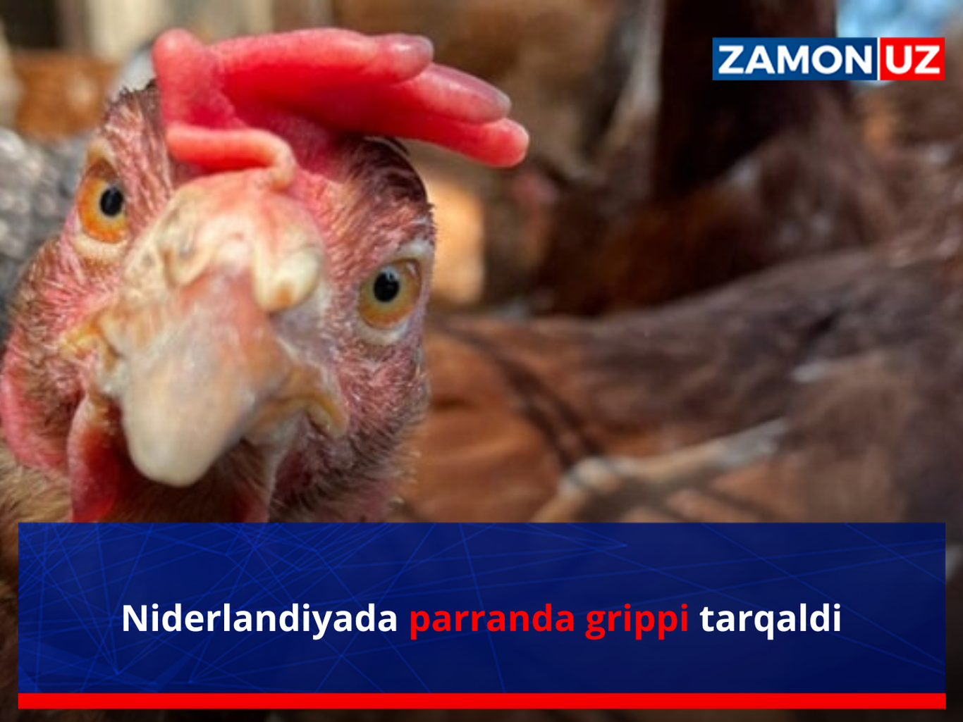 Нидерландияда парранда гриппи тарқалди