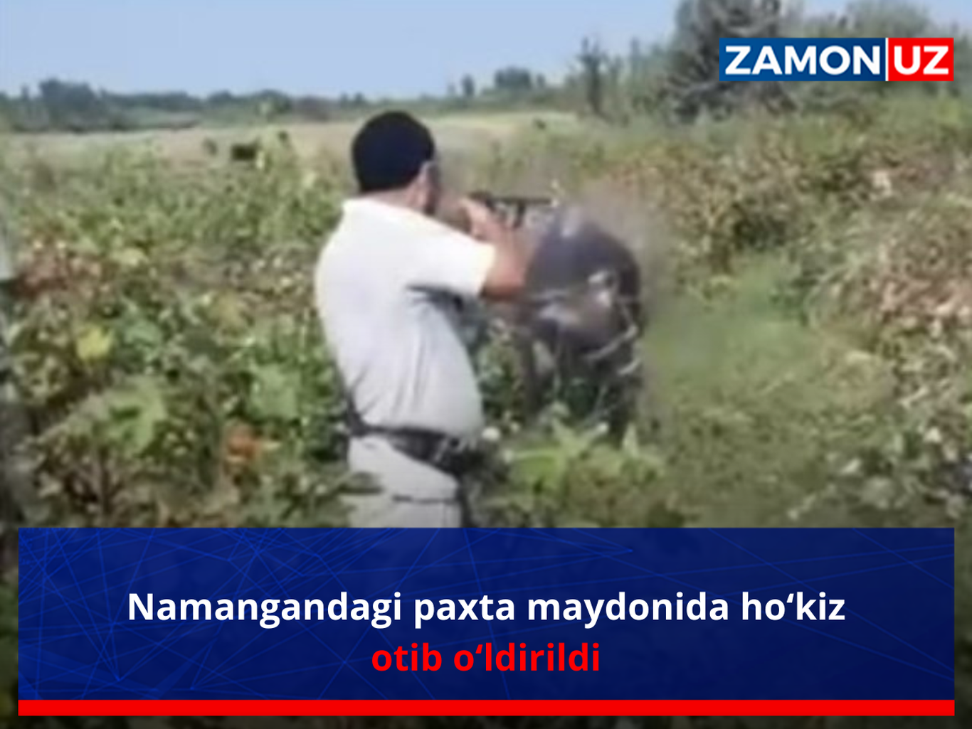 Namangandagi paxta maydonida ho‘kiz otib o‘ldirildi