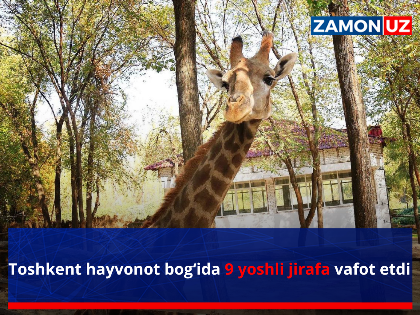Toshkent hayvonot bog‘ida 9 yoshli jirafa vafot etdi