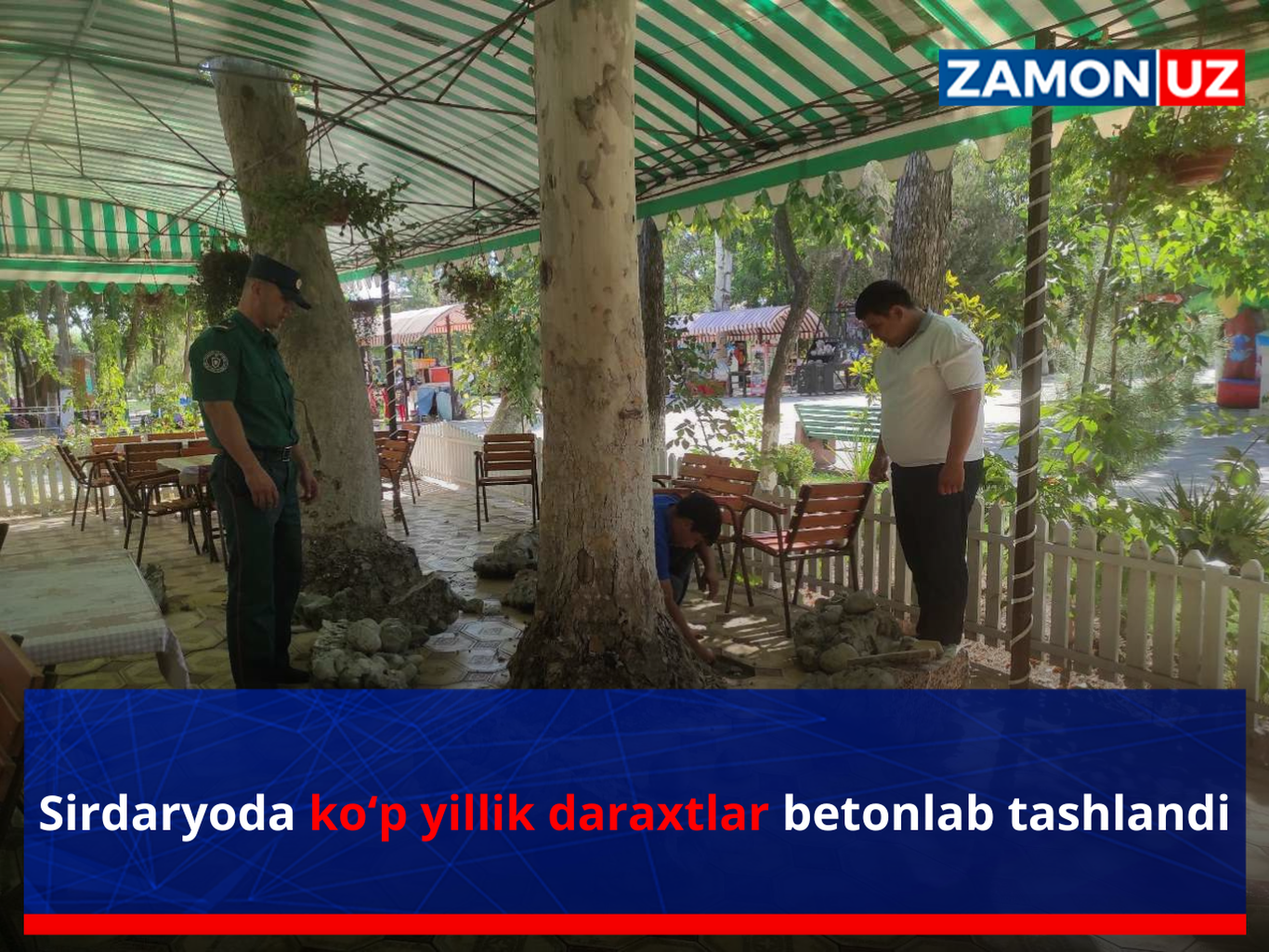 Сирдарёда кўп йиллик дарахтлар бетонлаб ташланди