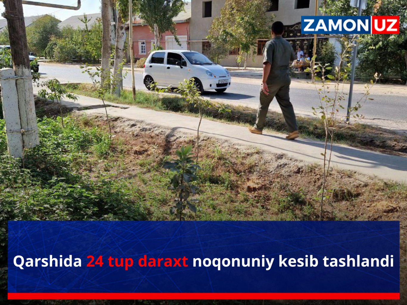 Қаршида 24 туп дарахт ноқонуний кесиб ташланди