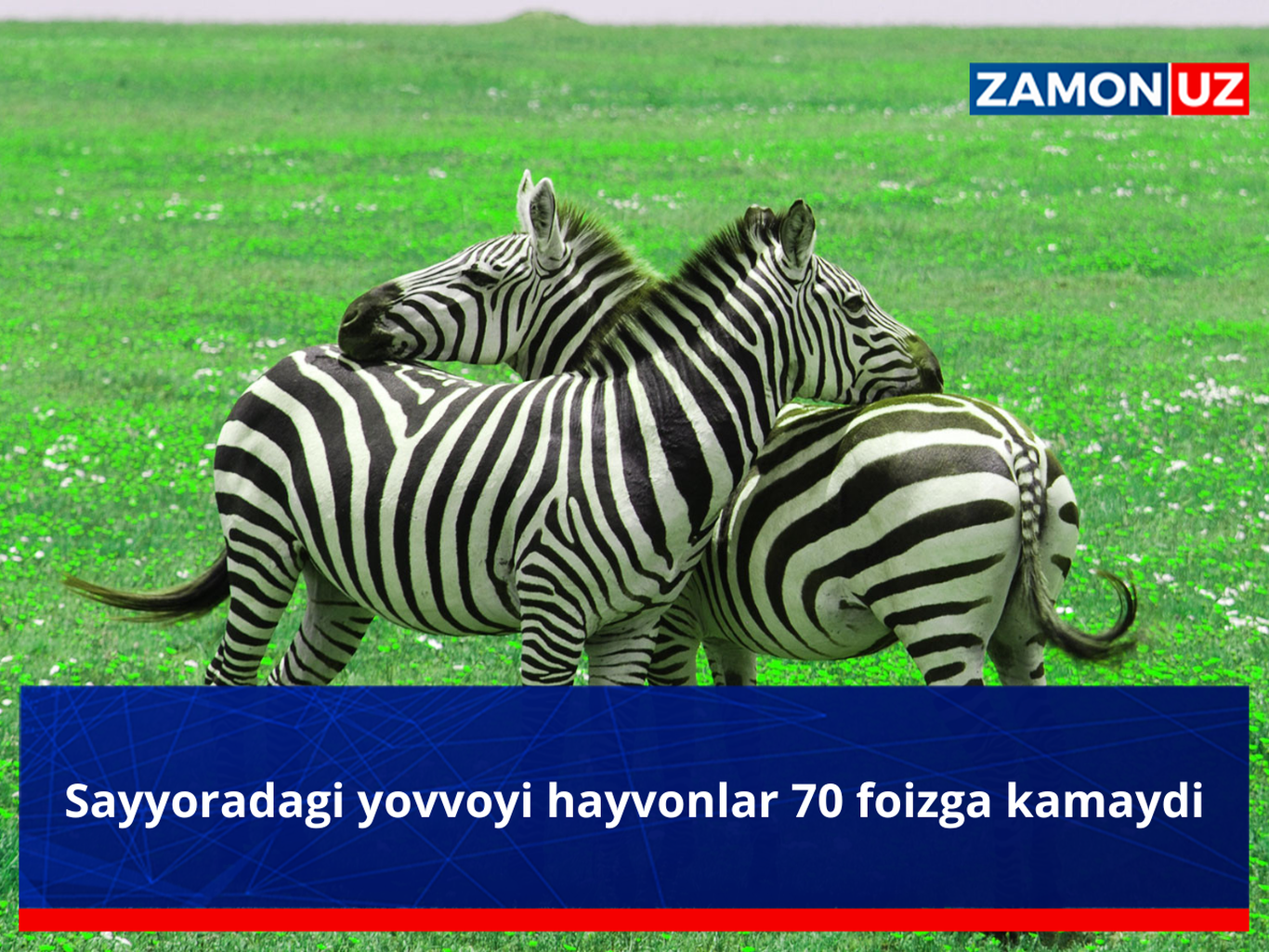 Sayyoradagi yovvoyi hayvonlar 70 foizga kamaydi