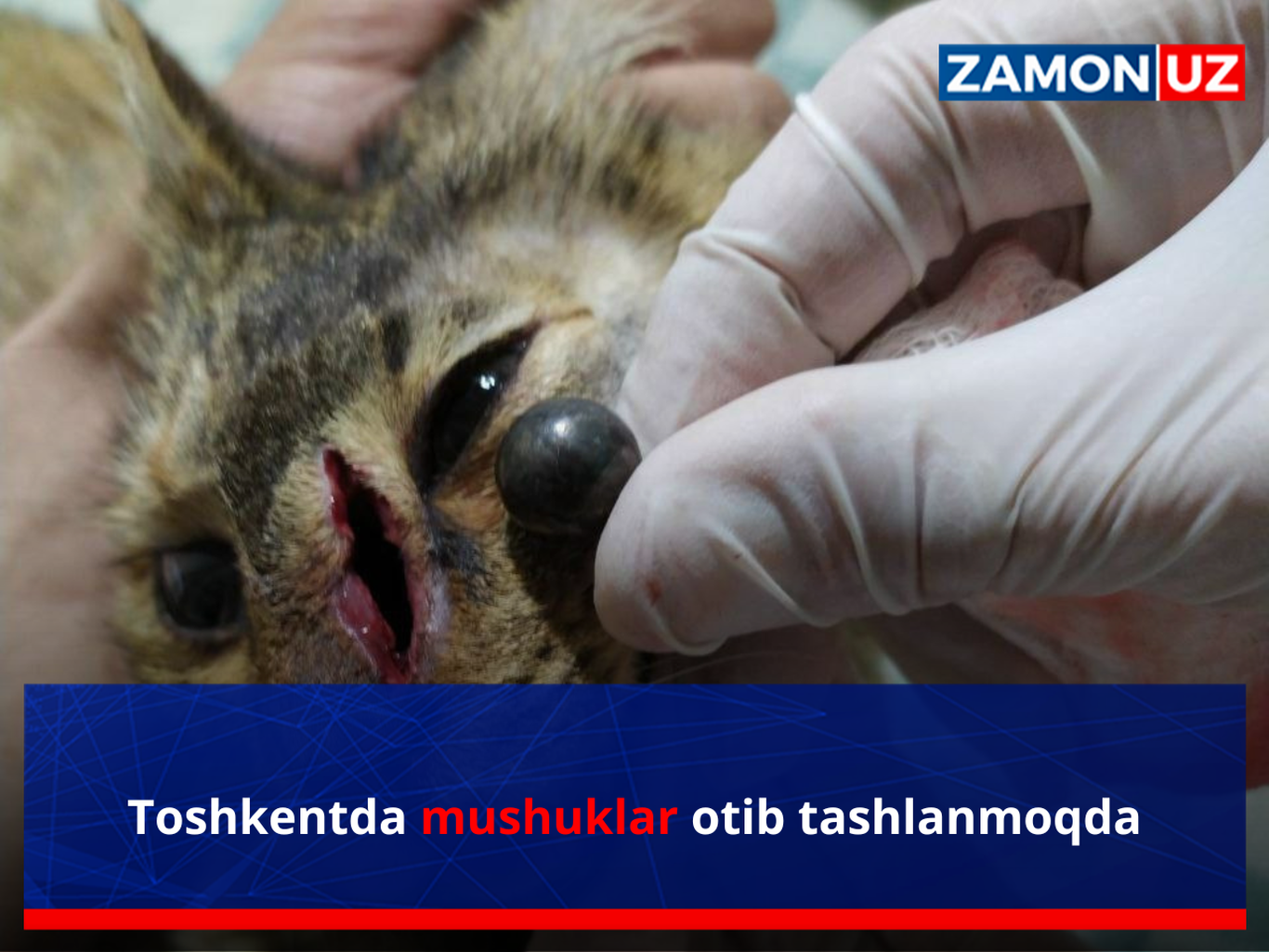 Toshkentda mushuklar otib tashlanmoqda