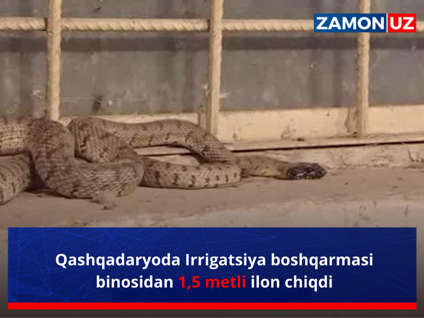 Qashqadaryoda Irrigatsiya boshqarmasi binosidan 1,5 metli ilon chiqdi