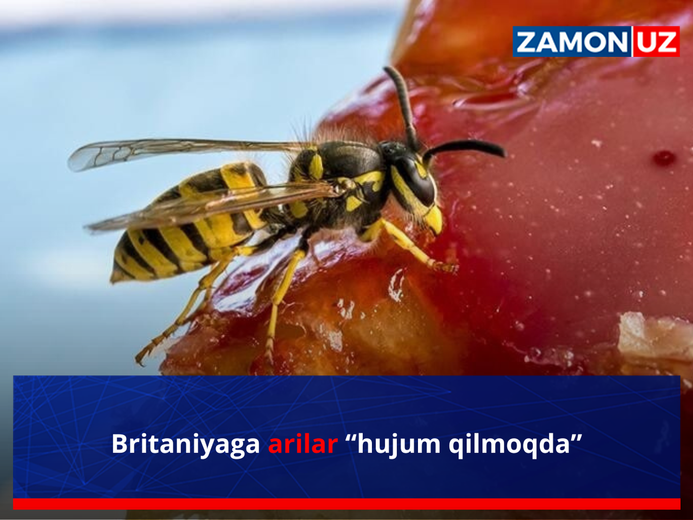 Британияга арилар “ҳужум қилмоқда”
