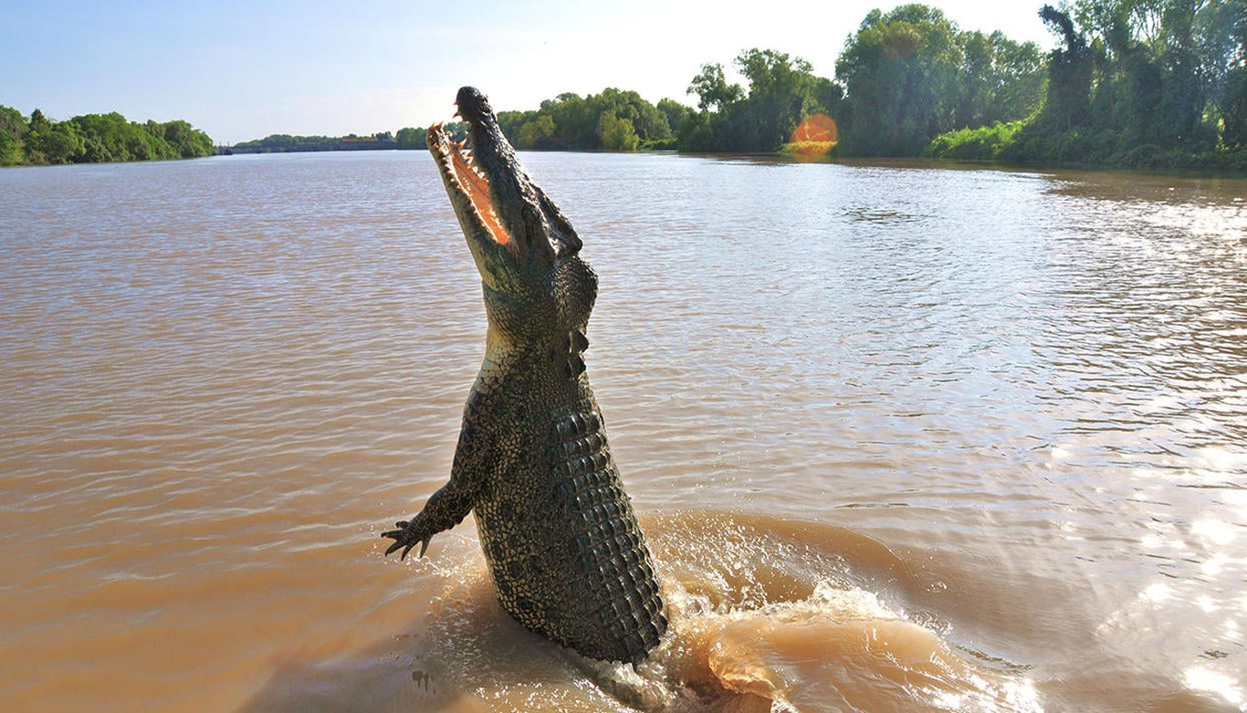 Австралияда бедарак йўқолган эркакнинг жасади тимсоҳ ичидан топилди