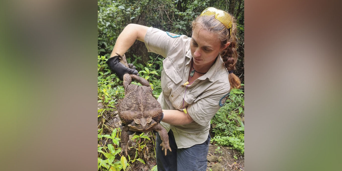 Avstraliyada sayyoradagi eng katta qurbaqa topildi