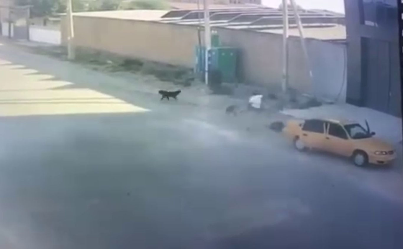 Болани итлар ҳужумидан сақлаб қолган йигит мукофотланди