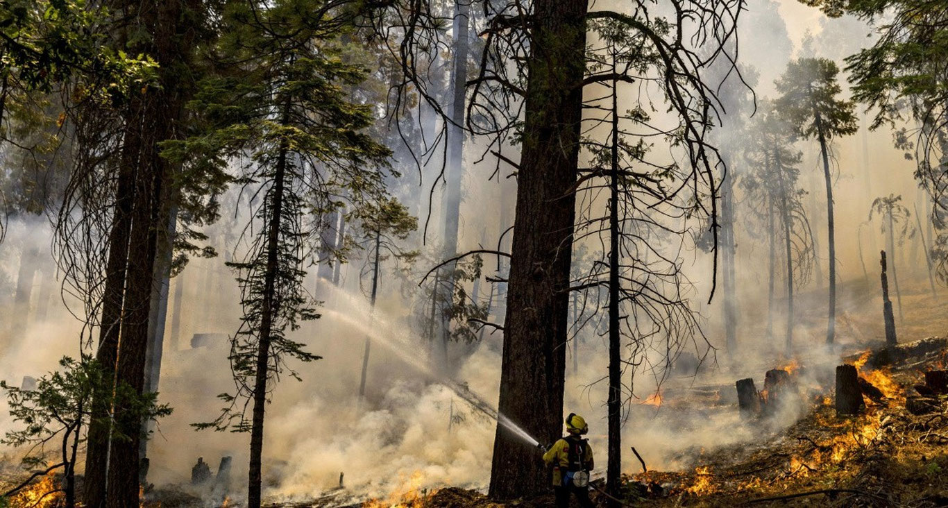 Грецияда ўрмон ёнғини 150 минг гектар майдонни йўқ қилди