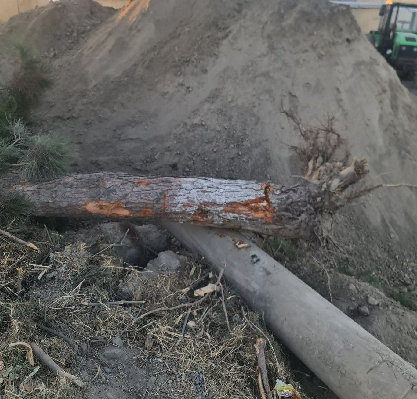 Buxoroda daraxtlar kesilib, tabiatga 50 mln zarar yetkazildi