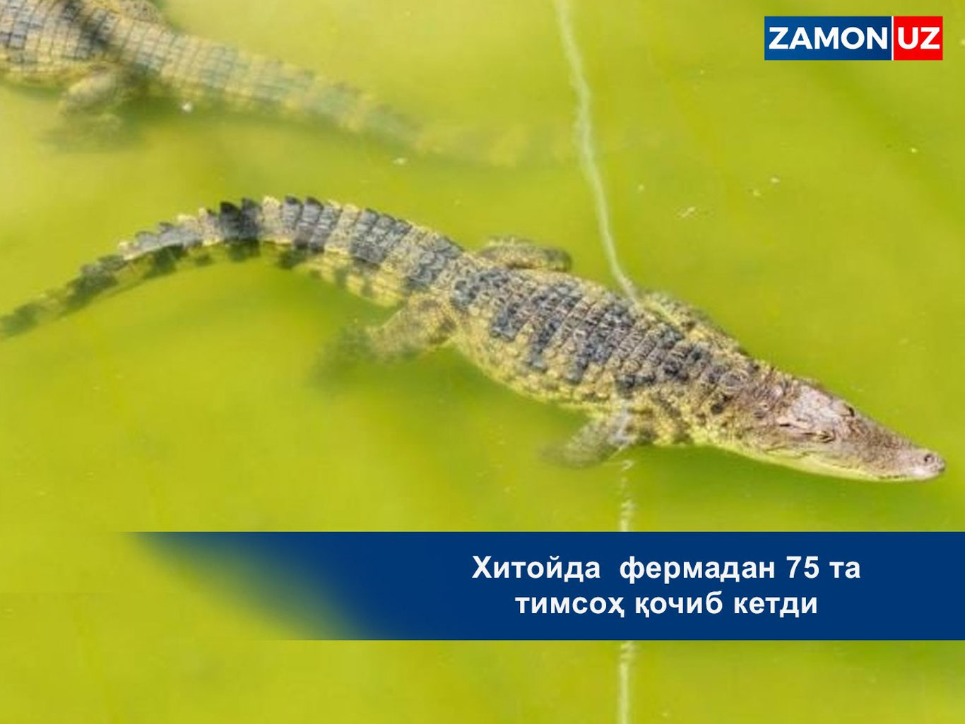 Xitoyda fermadan 75 ta timsoh qochib ketdi