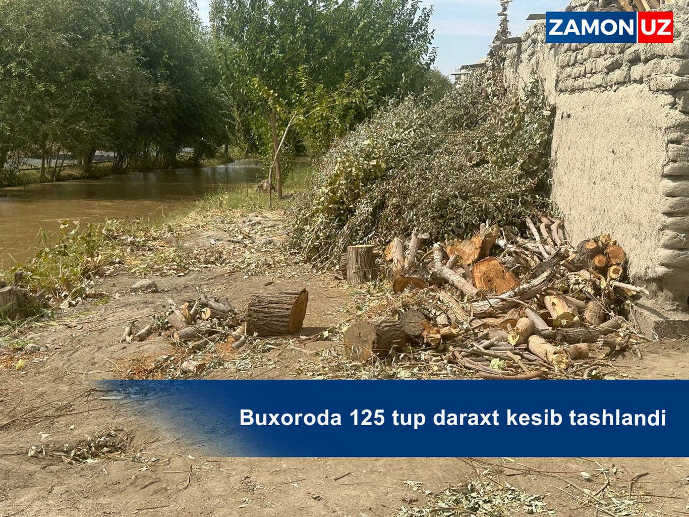 Бухорода 125 туп дарахт кесиб ташланди