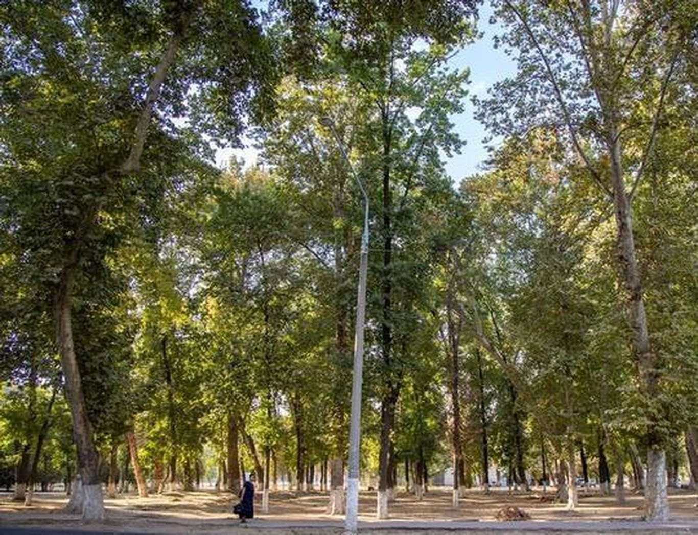 Daraxtlarni parvarish qilishga kimlar mas’ul?
