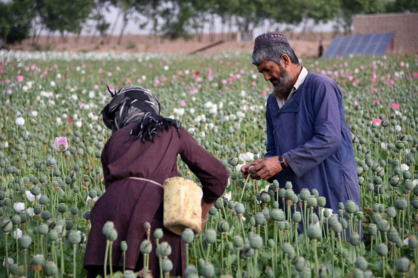 Afg‘onistonda ko‘knori yetishtirish ko‘paygan