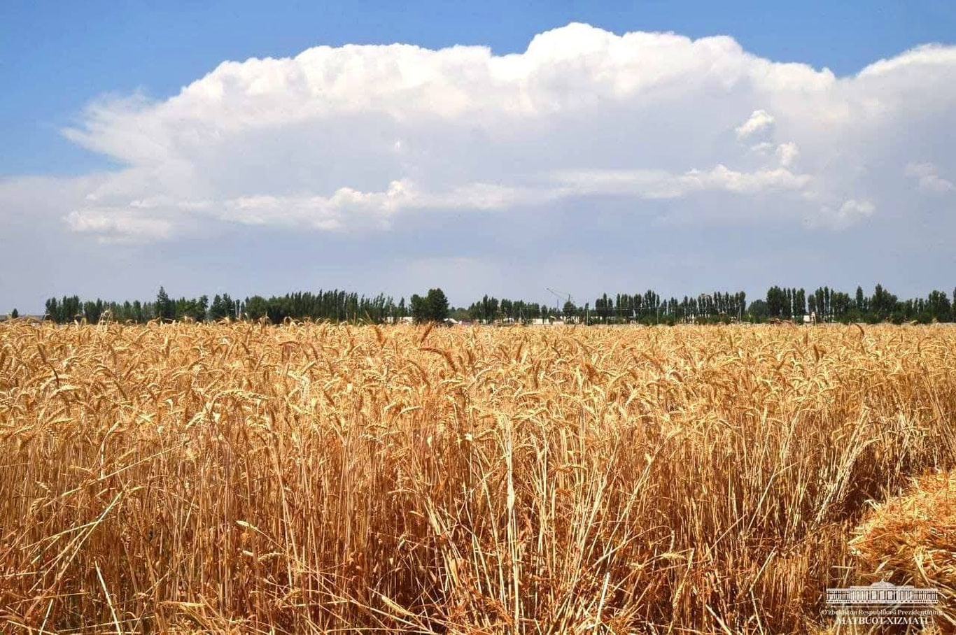 O‘zbekistonda ilk bor 8,2 mln tonna g‘alla yetishtirildi