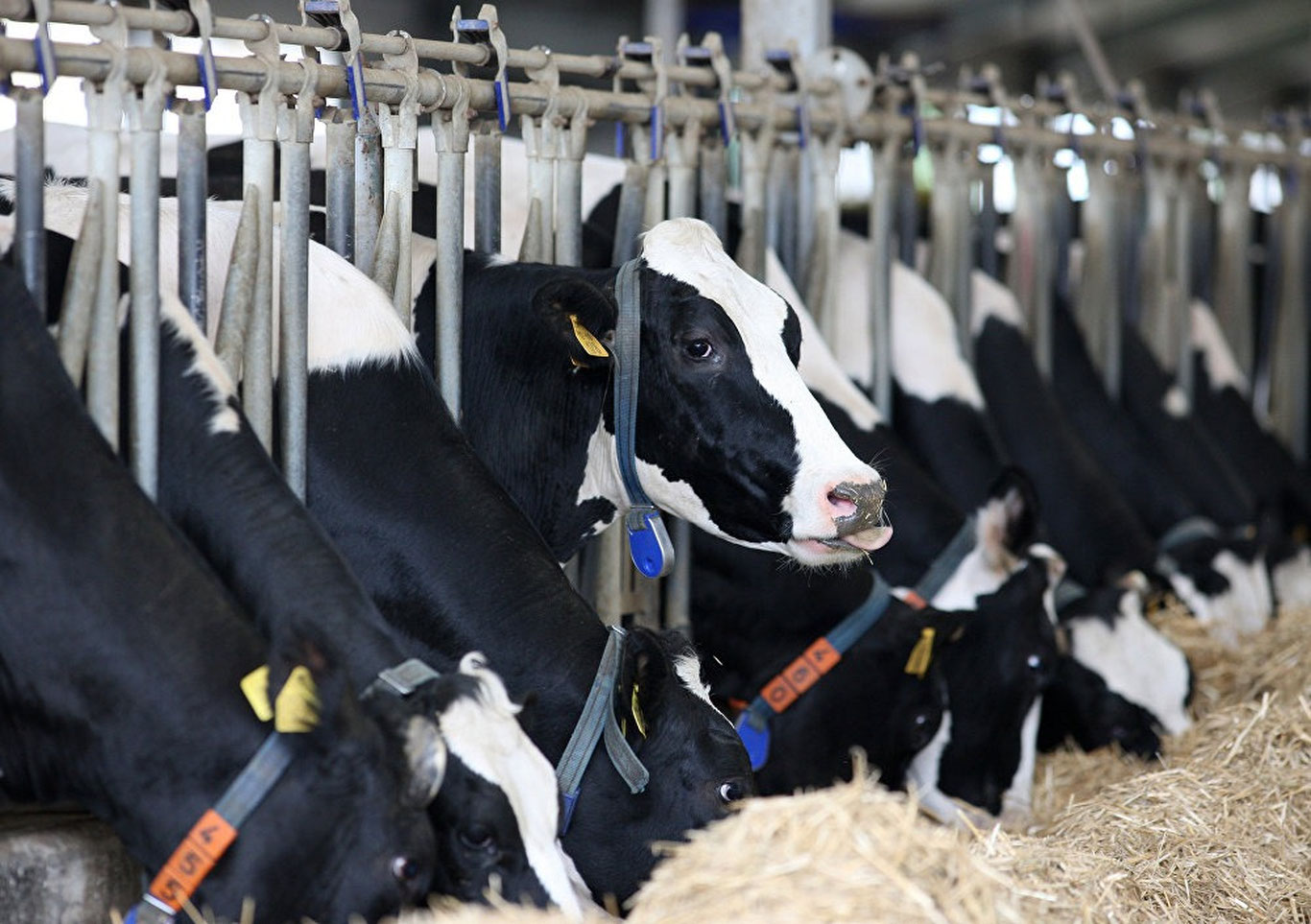 Наслчилик субъектлари учун солиқ имтиёзи узайтирилди