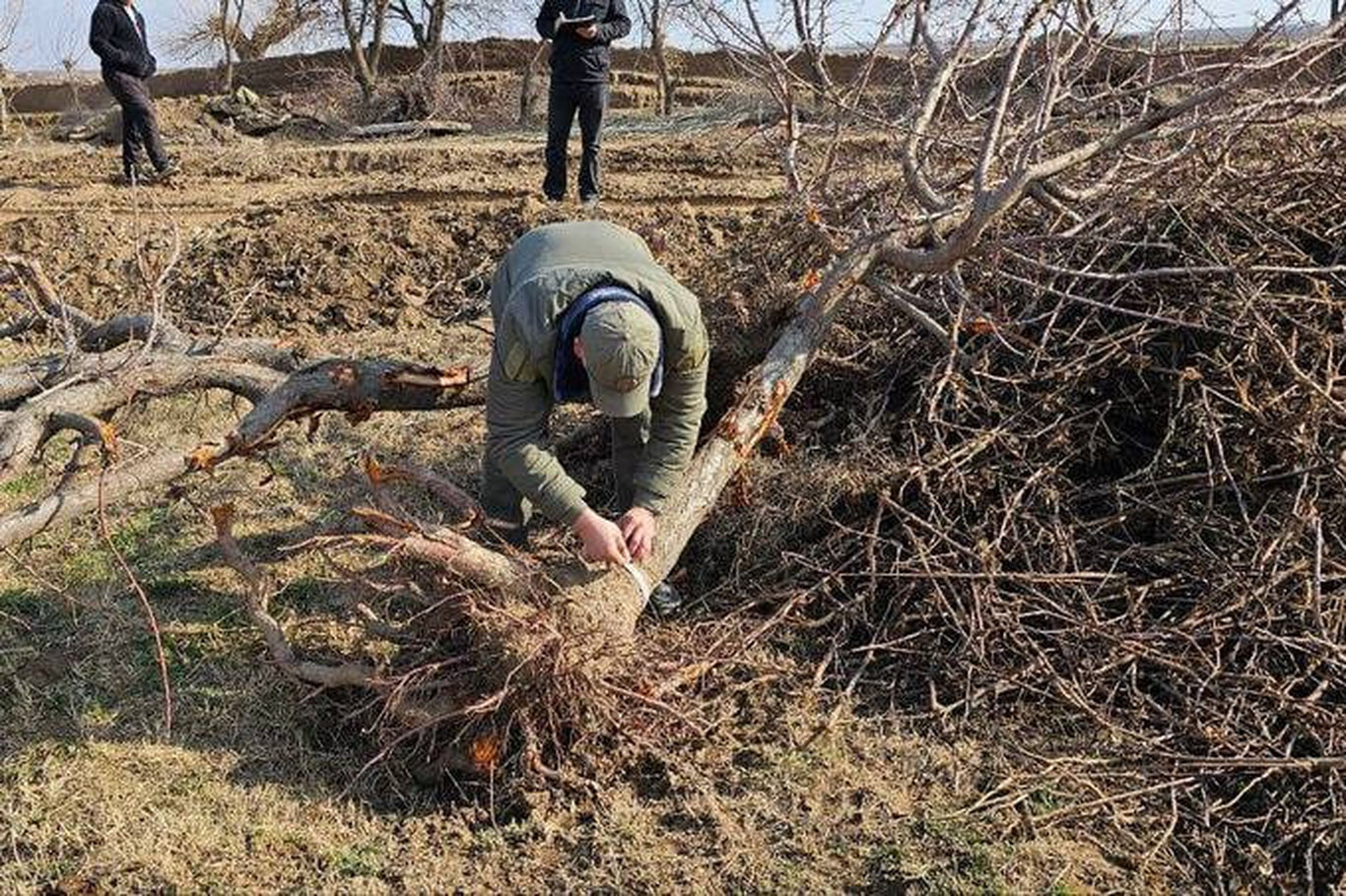Қашқадарёда 150 та дарахт илдизи билан қўпорилди