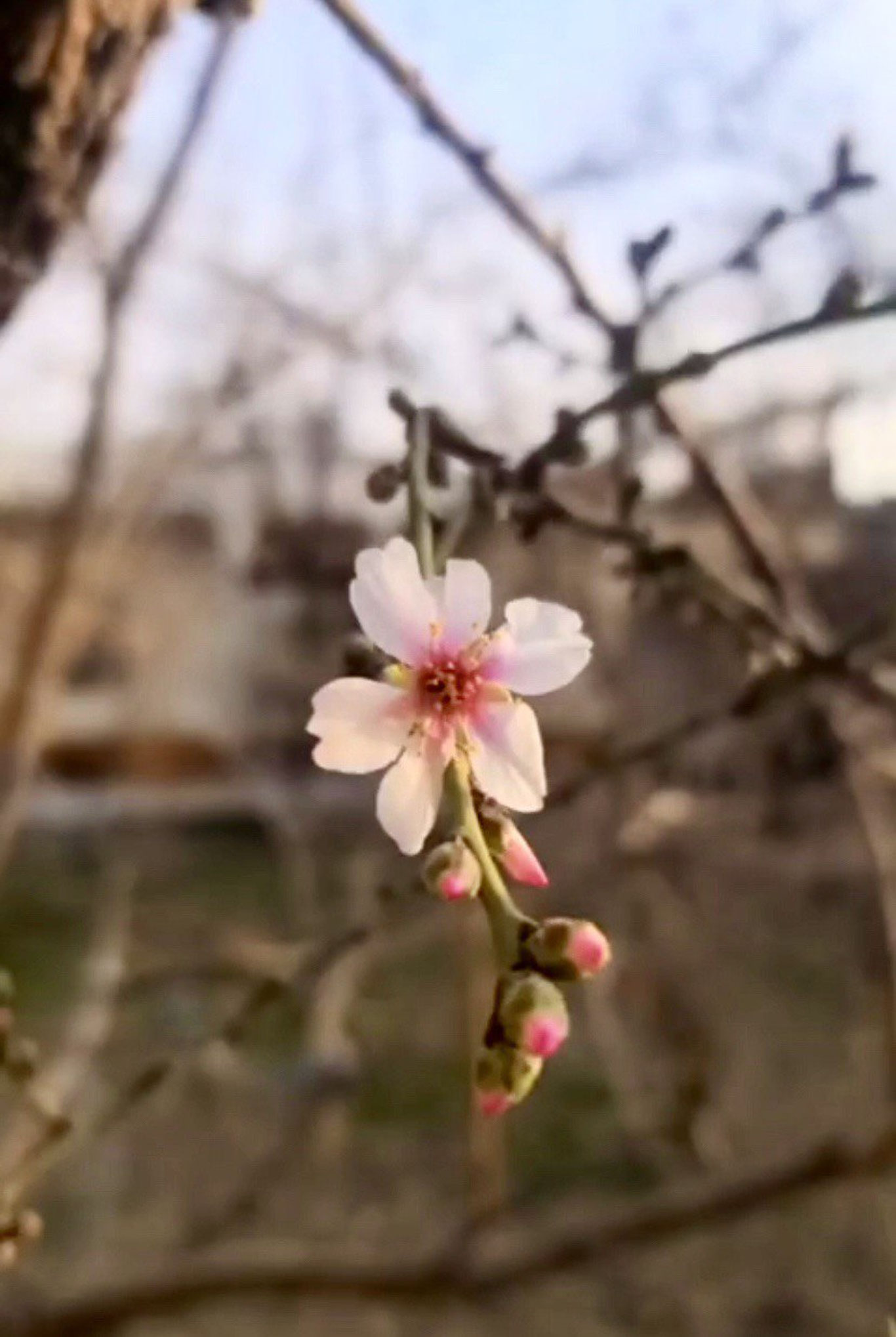 Namanganda bodom gullashni boshladi