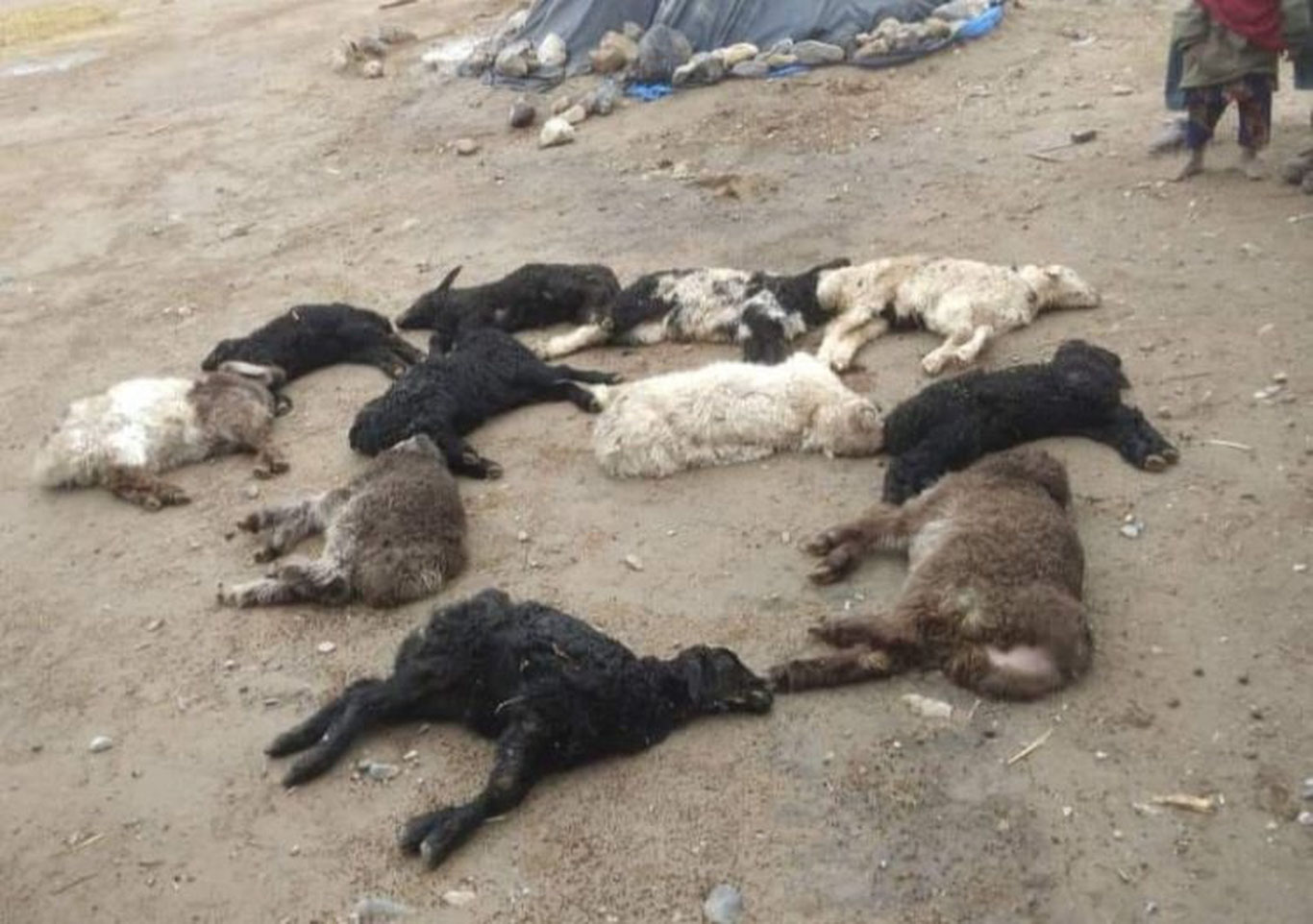 Afg‘onistonda anomal sovuqdan salkam 31 ming chorva nobud bo‘ldi
