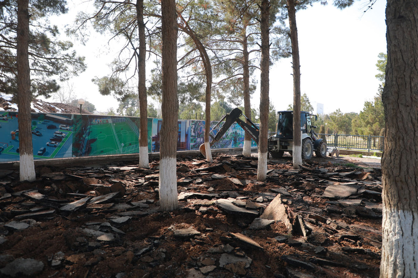 Сурхондарёда дарахтлар бетон қопламалардан тозаланди