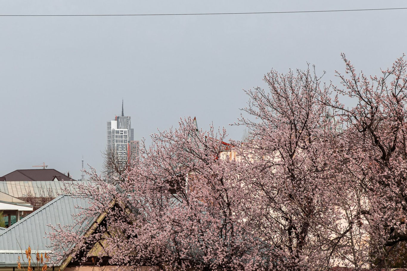Bugun O‘zbekistonda 20 darajagacha iliq bo‘ladi