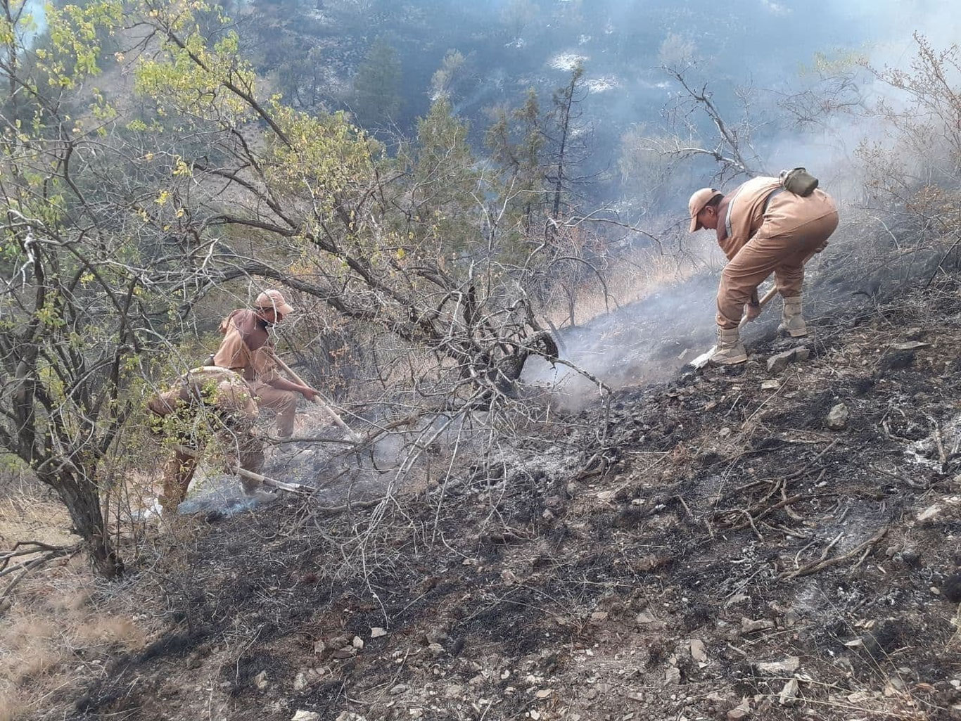 Ўрмон ёнғинлари келиб чиқишига сабабчи бўлганлар учун жарима белгиланди
