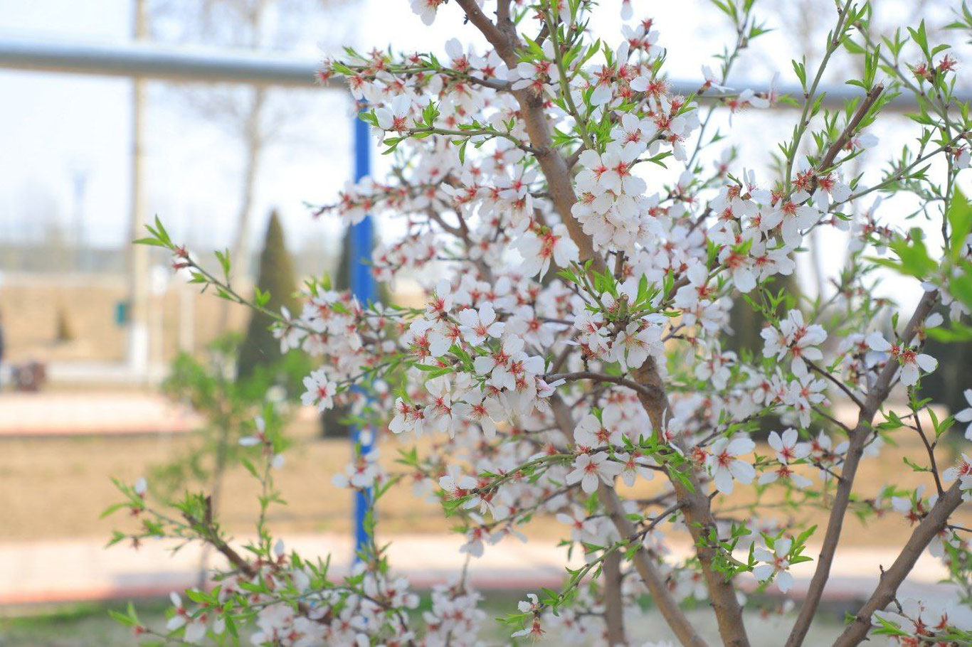 Бугун Ўзбекистонда 23 даражагача илиқ бўлади