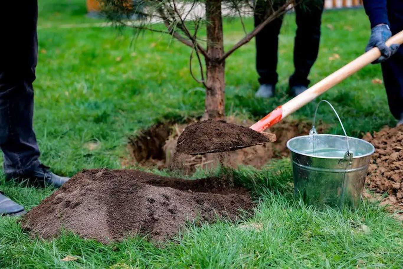 Қашқадарёда “Яшил макон” лойиҳаси доирасида 4 млндан ортиқ дарахт экилди