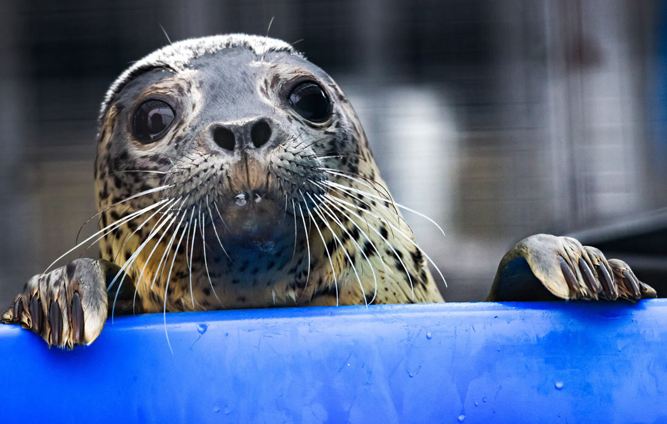 Ғазодаги қочқинлар лагери, сув остида қолган Оренбург ва гольф ўйнаётган қиз
