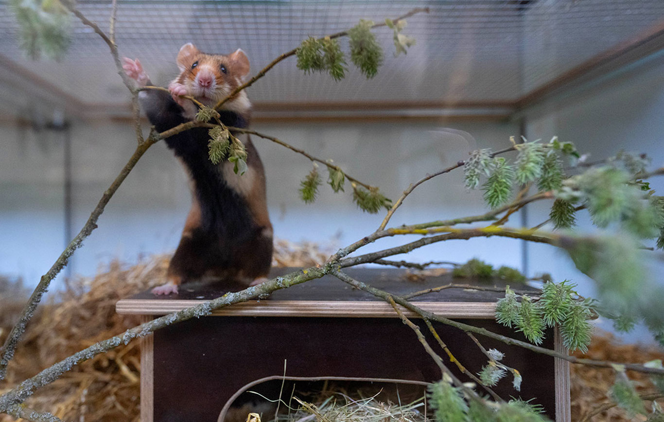 Россияда нишонланган Космонавтика куни, беш метрли улкан айиқ ва ҳаво шарлари фестивали