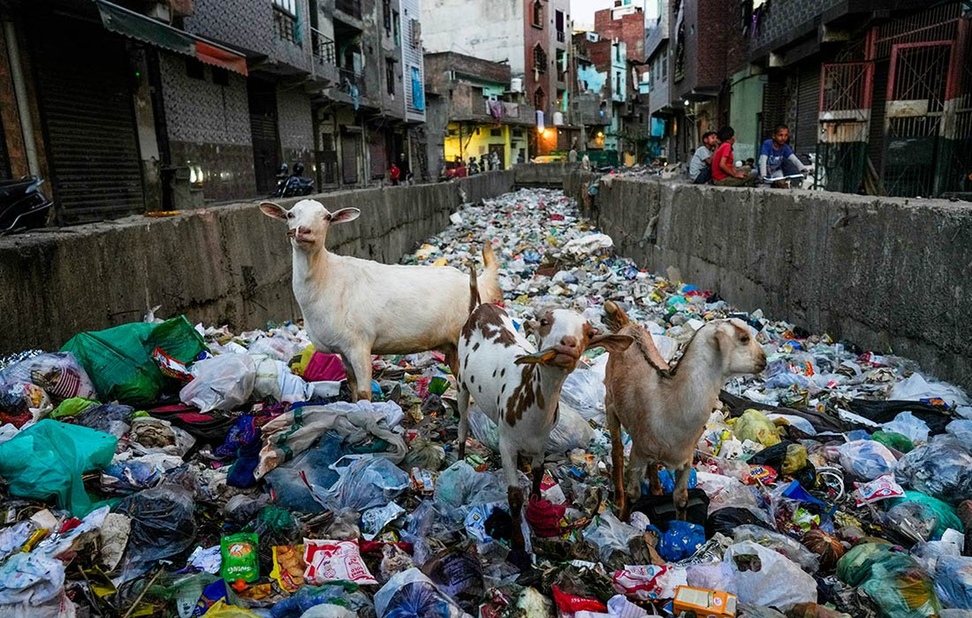 Чиқиндилардан емиш қидираётган эчкилар, авария билан тугаган пойга ва Тел-авивдаги маросим..