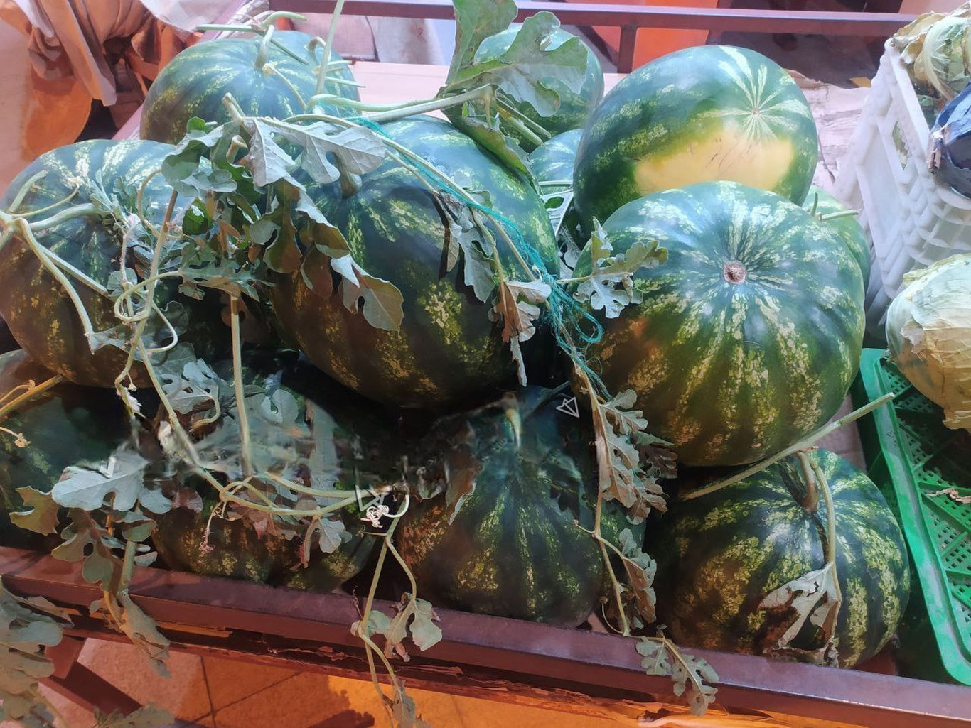 Қашқадарёда тарвуз пишди