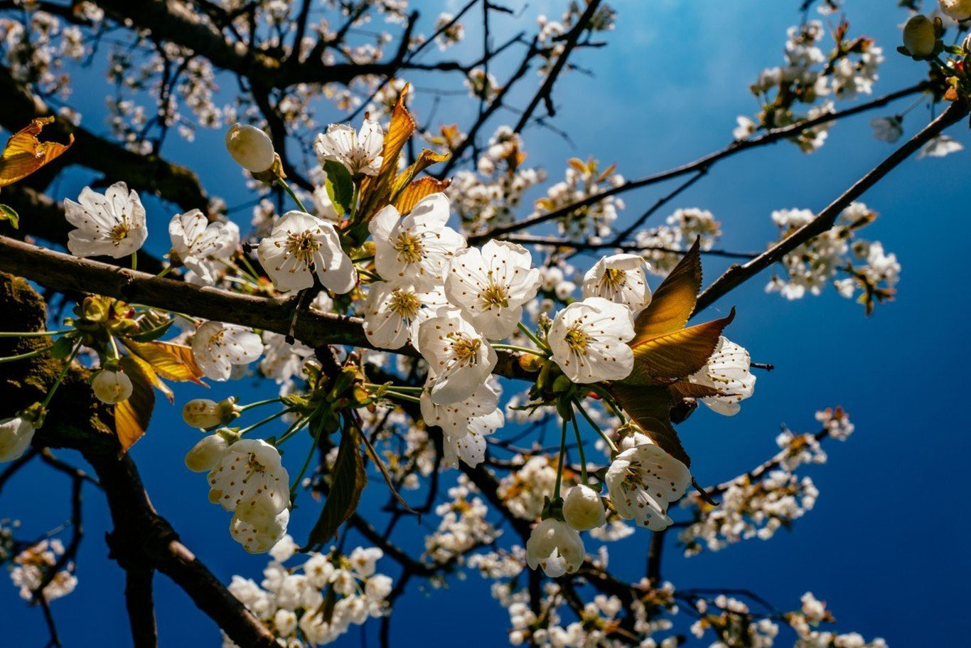 23 апрель учун об-ҳаво прогнози эълон қилинди