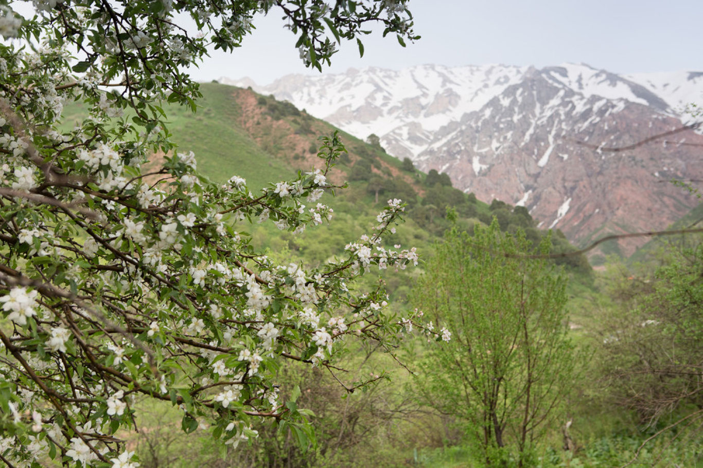 9-may uchun ob-havo prognozi eʼlon qilindi