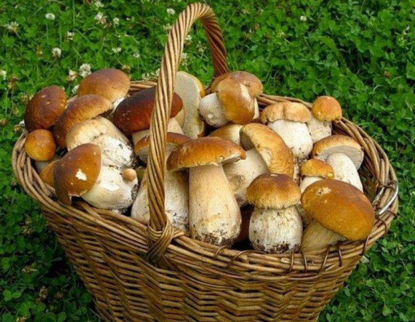 Zaharli va zaharsiz qo‘ziqorinlarni qanday ajratish mumkin?