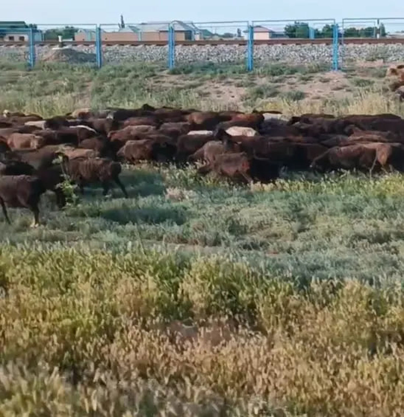 Қўйлари кўчатларни шикастлаган чўпон жаримага тортилди