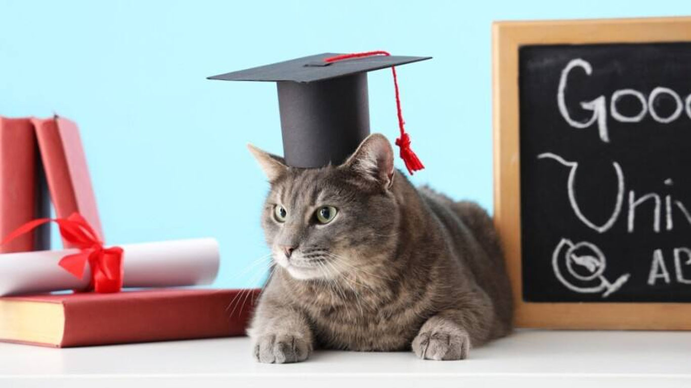 Америкада мушук университет дипломини олади