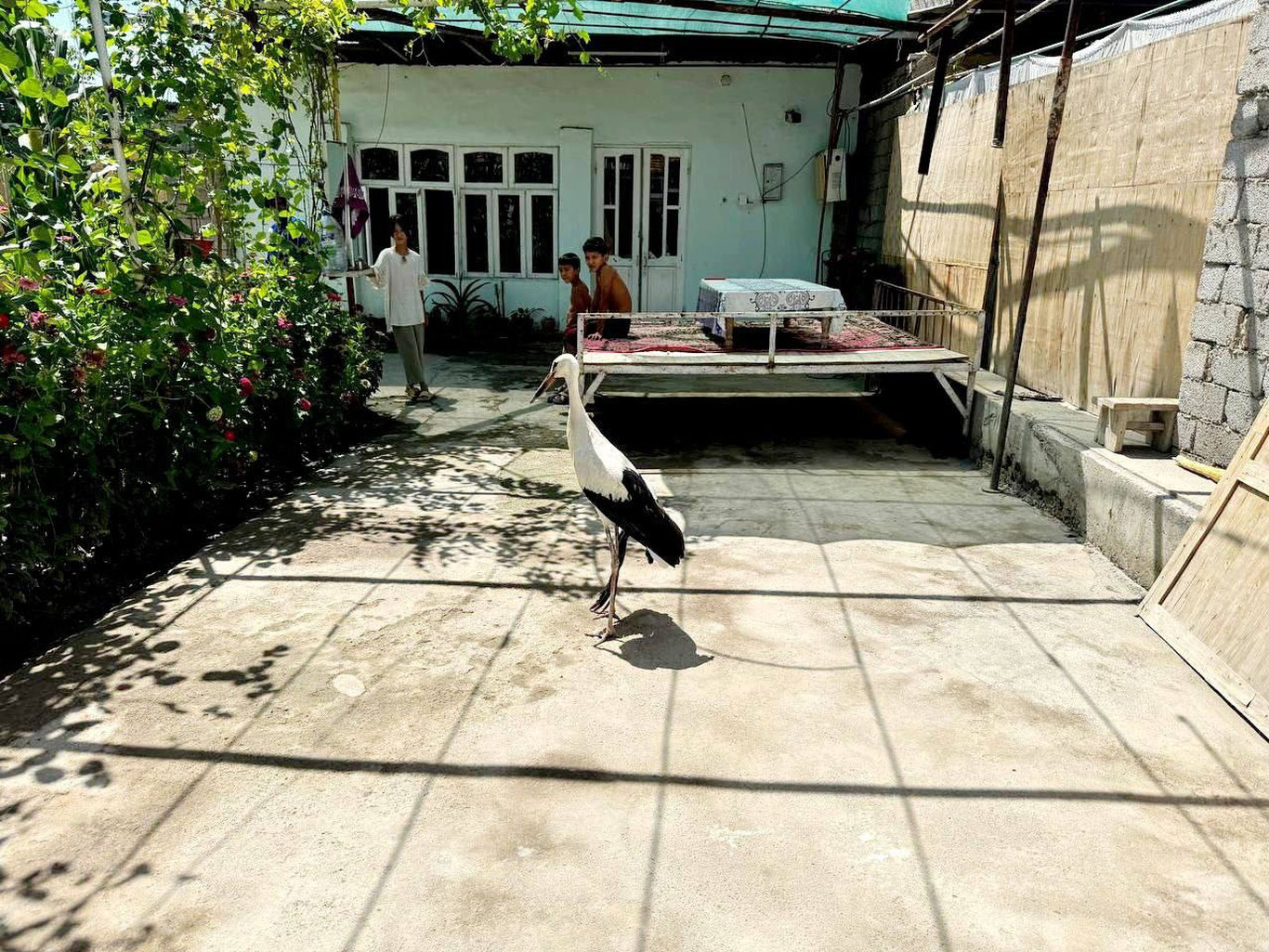 Зангиотадаги хонадонга лайлак учиб келиб қолди