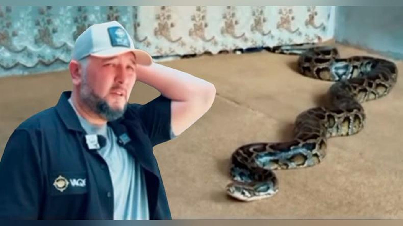 Сардор Раҳимхонга ташланган илон ҳайвонот боғига тегишли бўлиб чиқди