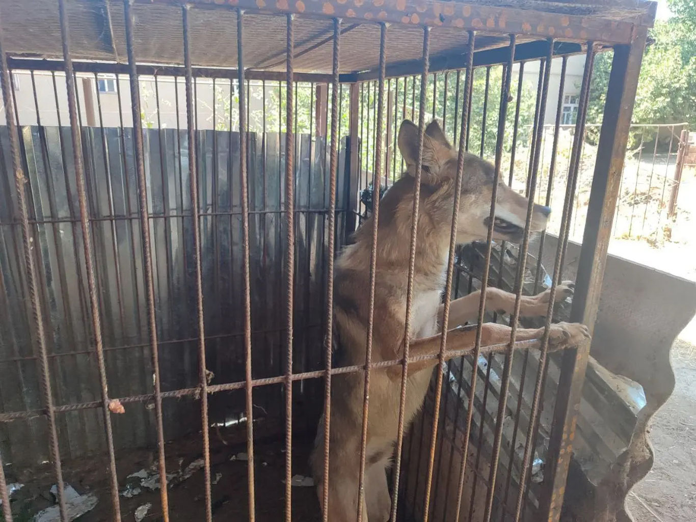 Деновдаги хонадонга бўри келиб қолди