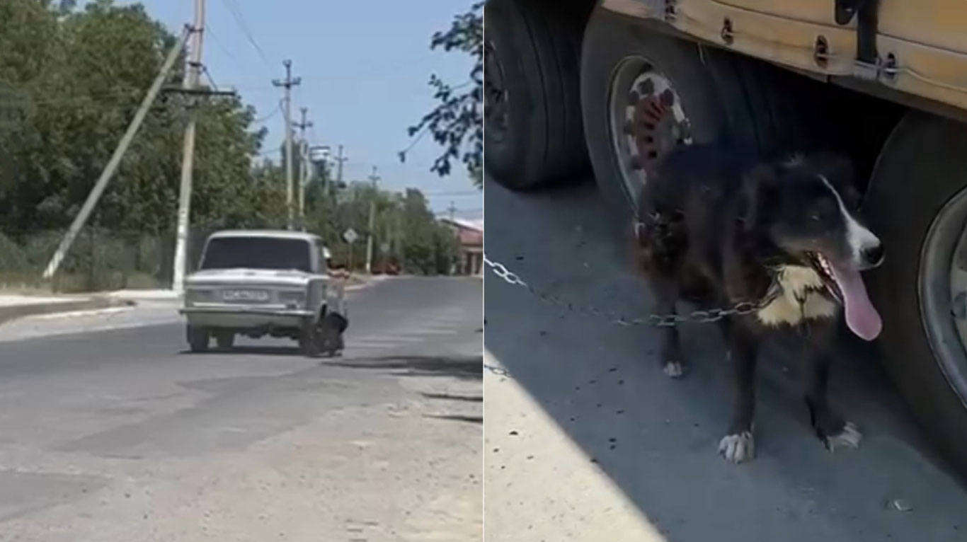 Самарқандлик йигит итни машинага боғлаб, судраб юрди