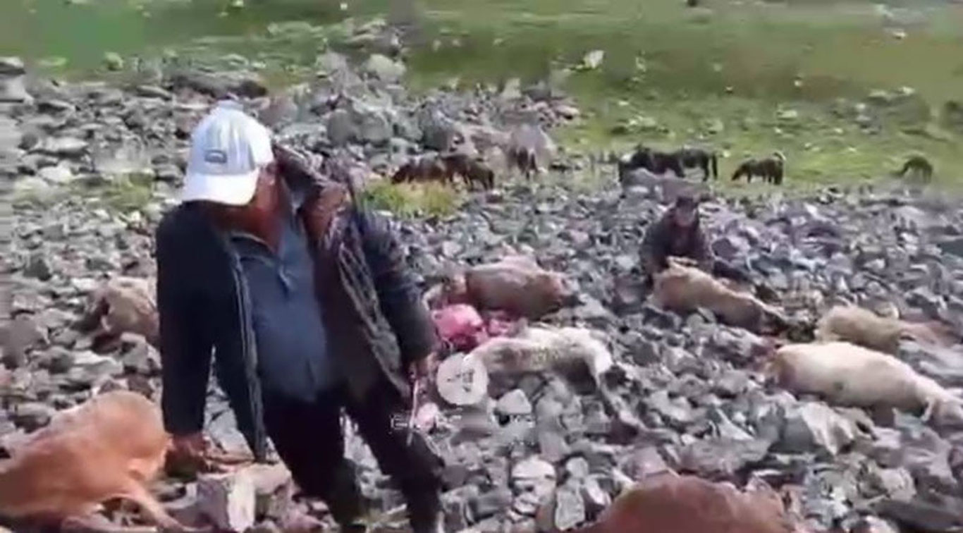 Қирғизистонда 60 та қўй яшин уриб, нобуд бўлди