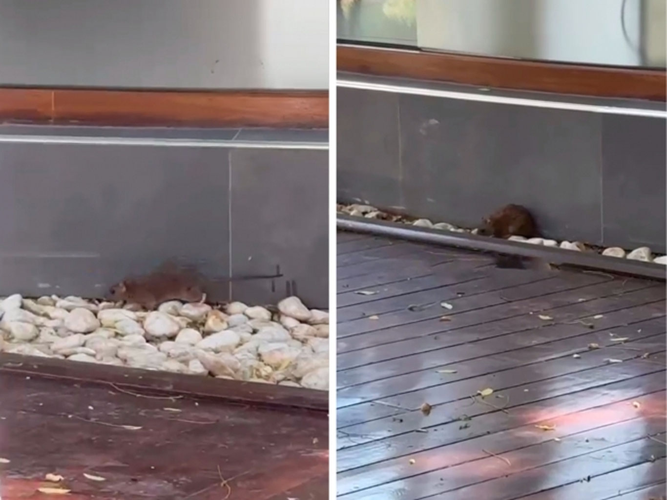 Тошкентдаги кафе атрофини сичқон босди