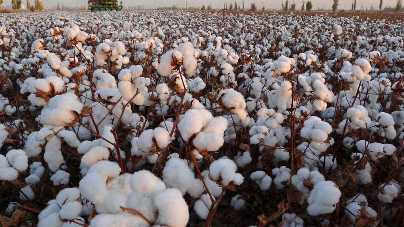 Сурхондарёнинг айрим туманларида пахта теримига старт берилди