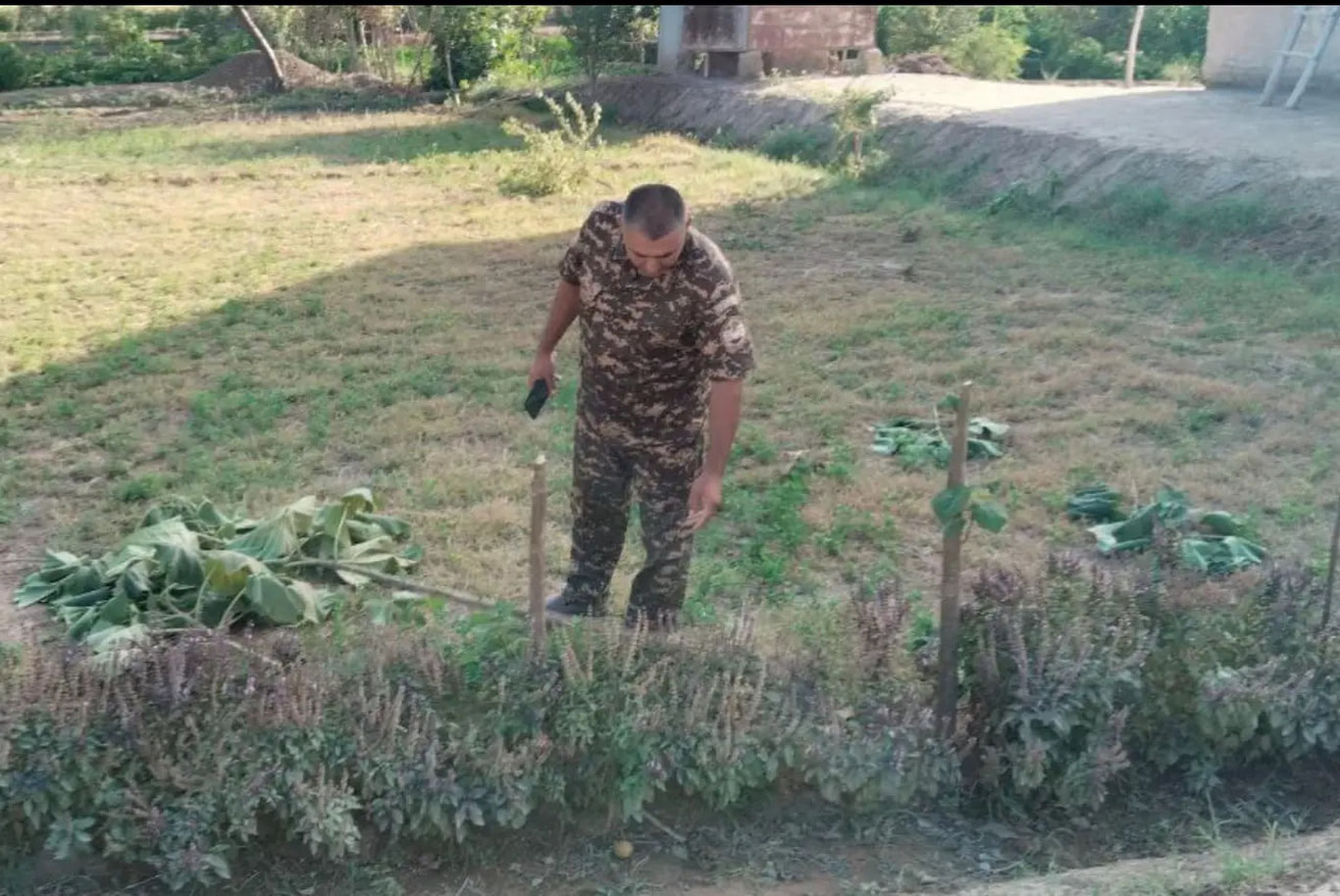 Хоразмда дарахт кесган фуқаро 27 млн жаримага тортилди