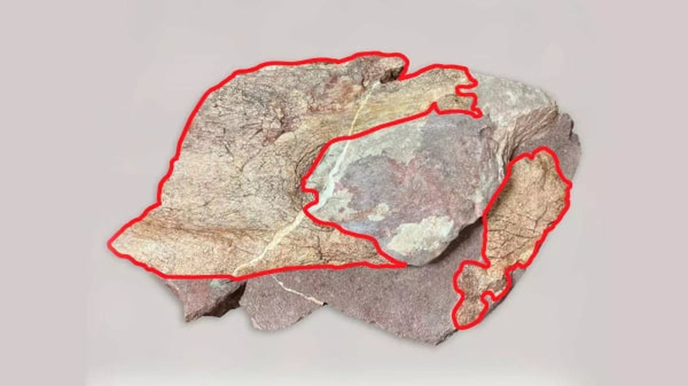 Gongkongda dinozavr qoldiqlari topildi
