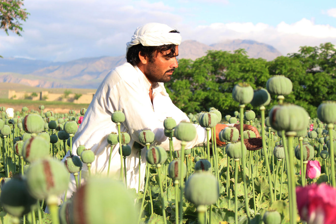 Afg‘onistonda ko‘knori yetishtirish hajmi yana oshmoqda