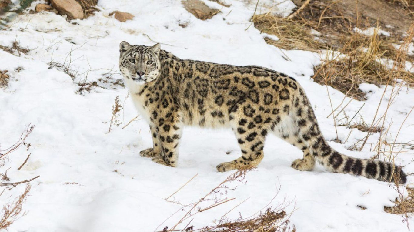 Фуқаролар сақлаши тақиқланган ёввойи ҳайвонлар рўйхати тасдиқланди
