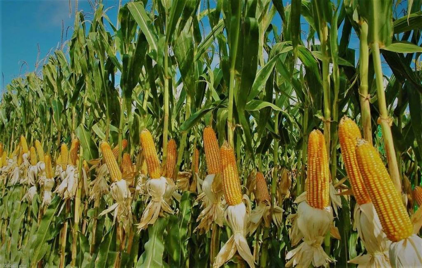 Маккажўхорининг янги нави яратилди